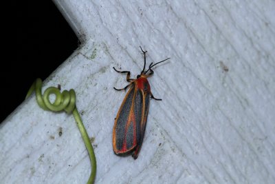 Painted Lichen Moth