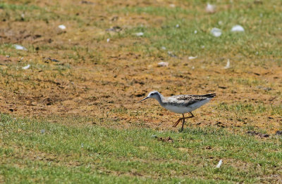 Wilson's Phalarope (juv.)