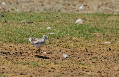 Wilson's Phalarope (juv.)