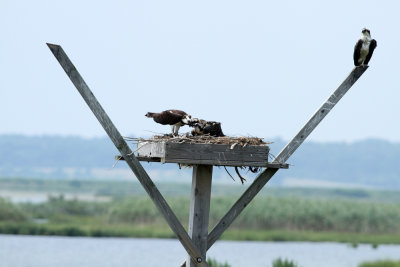 Osprey family