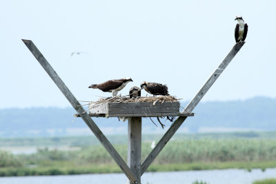 Osprey family