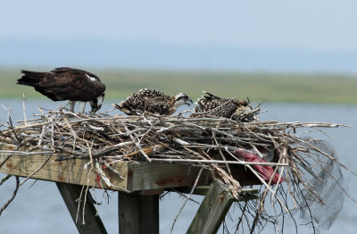 Osprey family