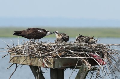 Osprey family
