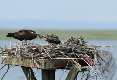 Osprey family