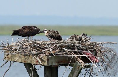 Osprey family