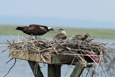 Osprey family