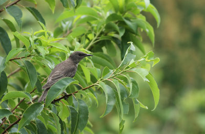 European Starling