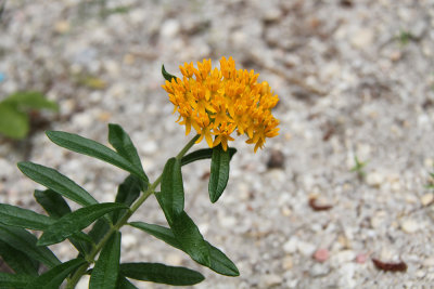 Asclepias tuberosa- Butterfly Weed