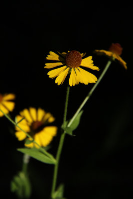 Helenium flexuosum- Purple-headed Sneezeweed