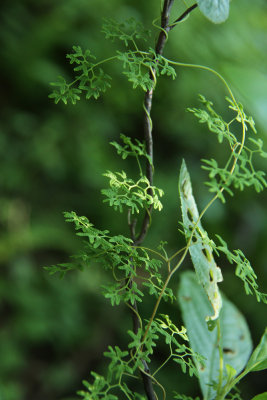 Lygodium palmatum- Climbing Fern