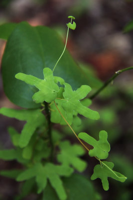 Lygodium palmatum- Climbing Fern