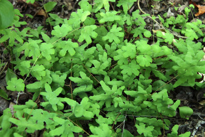 Lygodium palmatum- Climbing Fern