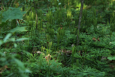 Lycopodium digitatum- Southern Ground Cedar