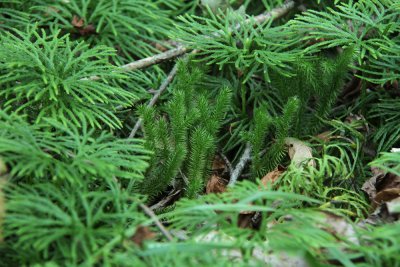 Lycopodium digitatum and Lycopodium clavatum