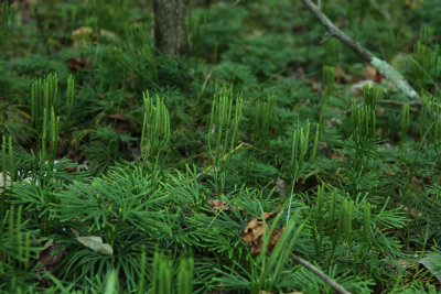 Lycopodium digitatum- Southern Ground Cedar