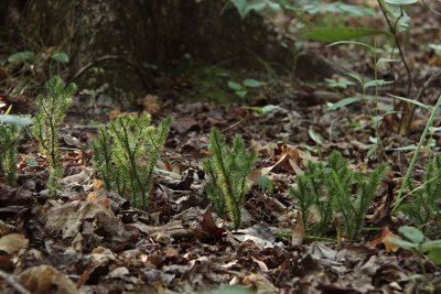 Lycopodium clavatum- Staghorn Clubmoss