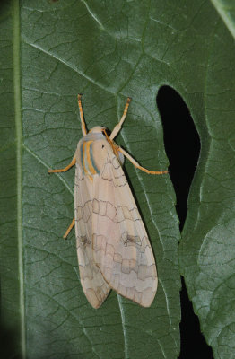 Banded Tussock Moth