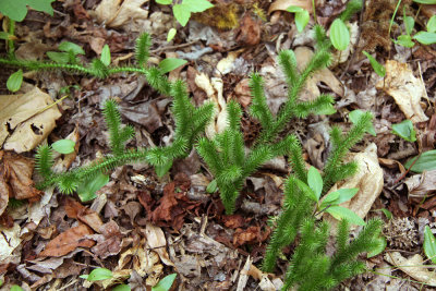 Lycopodium clavatum- Staghorn Clubmoss