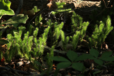 Lycopodium clavatum- Staghorn Clubmoss