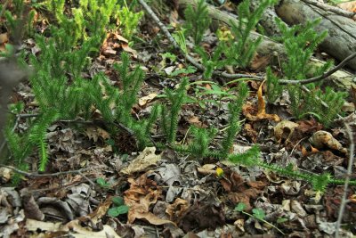 Lycopodium clavatum- Staghorn Clubmoss