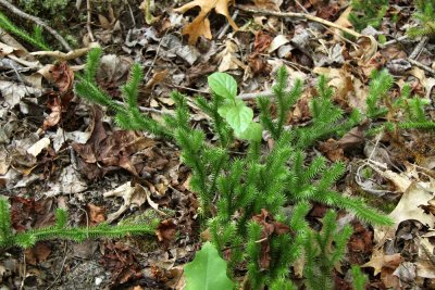 Lycopodium clavatum- Staghorn Clubmoss