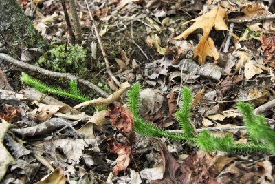 Lycopodium clavatum- Staghorn Clubmoss