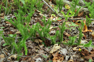 Lycopodium clavatum- Staghorn Clubmoss