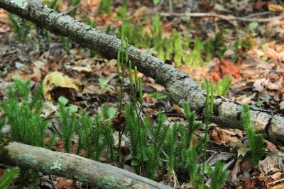 Lycopodium clavatum- Staghorn Clubmoss