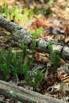 Lycopodium clavatum- Staghorn Clubmoss