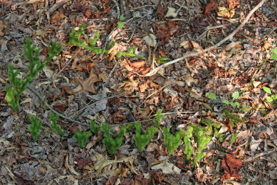 Lycopodium clavatum- Staghorn Clubmoss