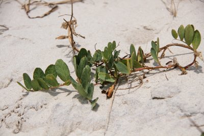 Lathyrus japonicus Willd. var. maritimus- Beach Pea