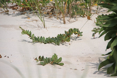 Lathyrus japonicus Willd. var. maritimus- Beach Pea