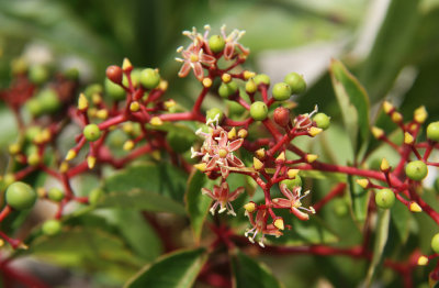 Parthenocissus quinquefolia- Virginia Creeper