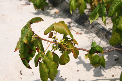 Toxicodendron radicans- Poison Ivy