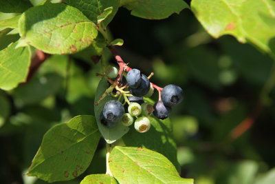 Blueberry