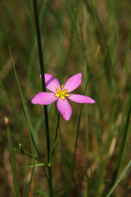 Sabatia stellaris- Marsh Rose Pink