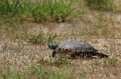 Northern Diamondback Terrapin