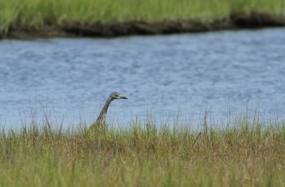 Yellow-crowned Night Heron