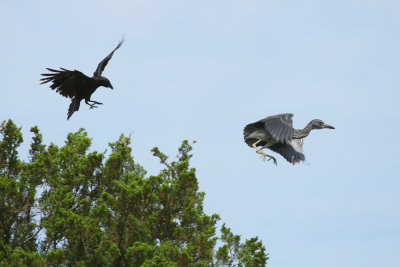 Yellow-crowned Night Heron and crow