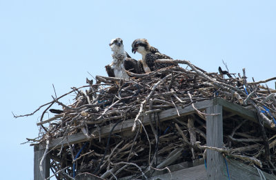 Osprey parent and chick