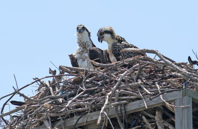 Osprey parent and chick