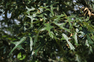 Quercus falcata- Spanish Oak