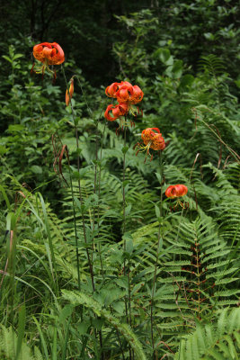 Lilium superbum-  Turk's Cap Lily