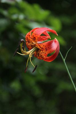 Lilium superbum-  Turk's Cap Lily