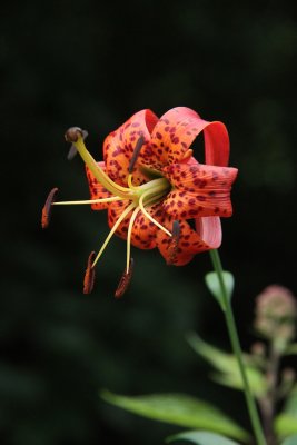 Lilium superbum-  Turk's Cap Lily