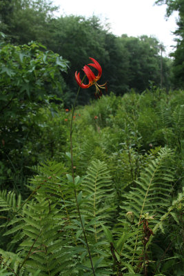 Lilium superbum-  Turk's Cap Lily