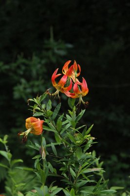 Lilium superbum-  Turk's Cap Lily