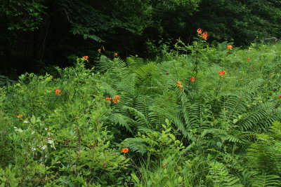 Lilium superbum-  Turk's Cap Lily