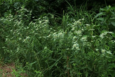 Pycnanthemum setosum- Awned Mountain Mint