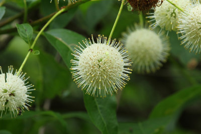Cephalanthus occidentalis- Buttonbush